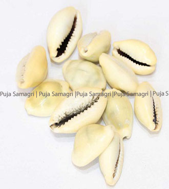 [ps-kau-0-pcs] Ps- Premium Kauda Seto(कौडा)